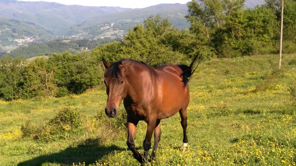Agriturismo Mandrioli Pratovecchio Luaran gambar
